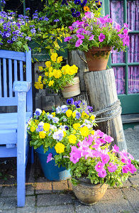 Flowers by a Bench inMaine - Photo by Louis Arthur Norton