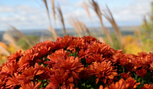 Flowers with a View - Photo by Benjamin Mcneill