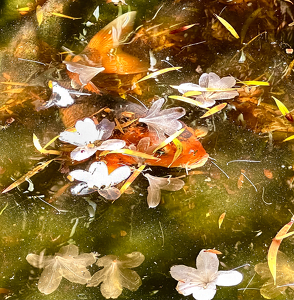 Flowewr Petals, Pollen Specks, Over Koi - Photo by Louis Arthur Norton