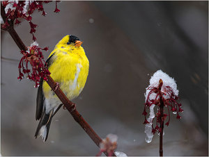 Salon 2nd: Fluffed Up Finch by John Straub