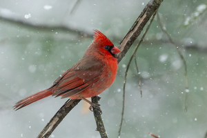 Flurries & Feathers - Photo by Jeff Levesque