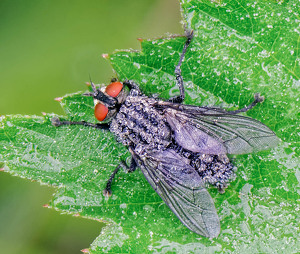 Fly With Dew - Photo by John McGarry