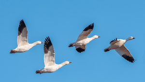 Flying in formation - Photo by Richard Provost