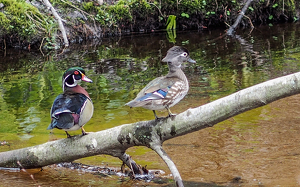 Follow Me - Photo by Marylou Lavoie