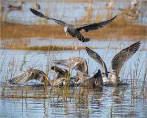 Food Fight - Photo by Karin Lessard