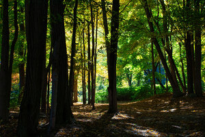 Forest Shadows - Photo by Alene Galin