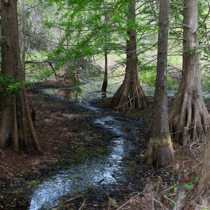 Class B HM: Forest Stream by Kevin Hulse