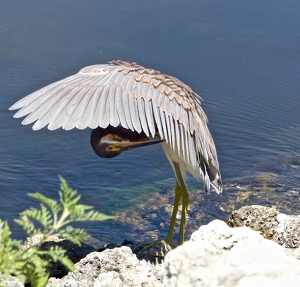 Fortunately I keep my feathers numbered for just such an occasion - Photo by Wendy Rosenberg