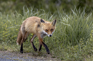 Fox on the Hunt - Photo by Nancy Schumann