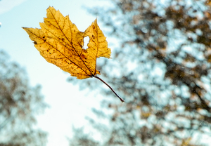 Free Falling - Photo by Cheryl Picard