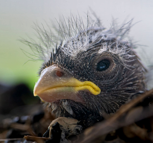 Fresh Finch Peeking Through Window - Photo by John Straub