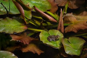 Frog on Lilly Pad - Photo by Lorraine Cosgrove