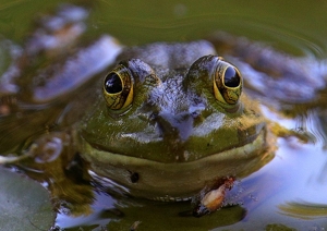 Frog Staring - Photo by Bill Latournes