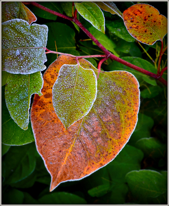 Class B 1st: frosted foliage by Ginny Thibodeau