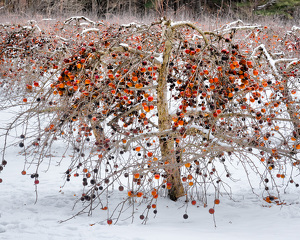 Class A 2nd: Frozen apples by John Parisi