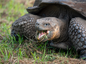 Galapagos Tortoise - Photo by Susan Case