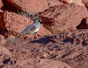 Gambel's Quail - Photo by Peter Rossato