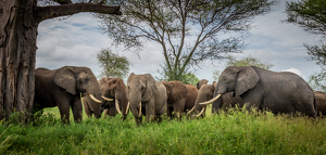 Gathering of the Clan - The Big Boys - Photo by Susan Case