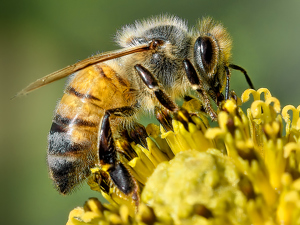 Gathering Pollen - Photo by Frank Zaremba MNEC