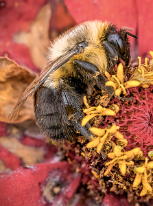 Gathering Pollen - Photo by Frank Zaremba MNEC