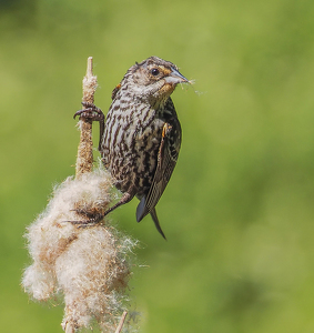 Gathering Supplies - Photo by Marylou Lavoie