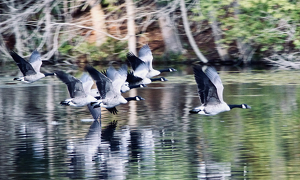 Geese in formation - Photo by Gary Gianini