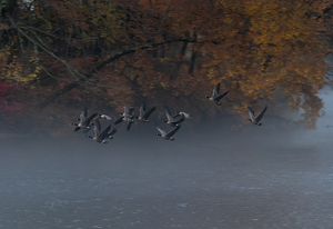 Class B HM: Geese on the Farmington by Kevin Hulse