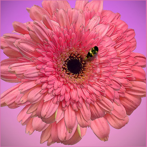 Class A 1st: Gerbera Daisy by Dolph Fusco