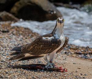 Get Your Own Sushi, Camera Boy - Photo by John Straub