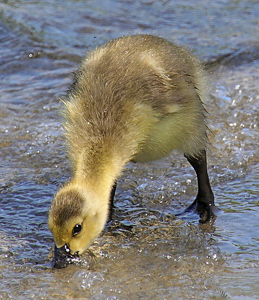 Getting A Drink - Photo by Bill Latournes