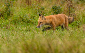 Getting Ready to Pounce - Photo by Tim Abbuhl