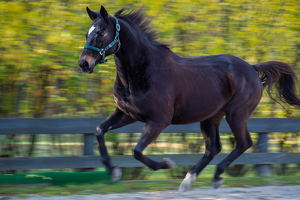 Giddy-Up - Photo by Bill Payne