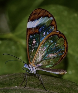 Glass Butterfly - Photo by Quyen Phan