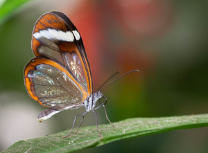 Class B 2nd: Glass Wing by Kevin Hulse