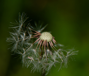 Going to Seed - Photo by Linda Fickinger