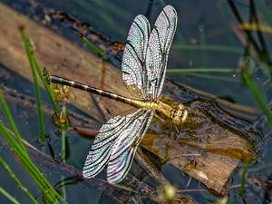 Salon HM: Golden dragon fly by Frank Zaremba MNEC