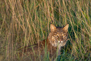 Golden hour Bobcat - Photo by Chris Wilcox