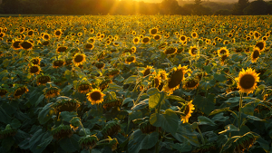 Class B 2nd: Golden Sunflowers by Jeff Levesque