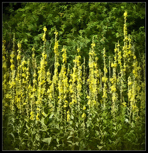 Goldenrod - Photo by Bruce Metzger