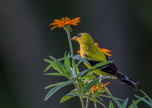 Salon 2nd: Goldfinch at Sunrise by Susan Poirier