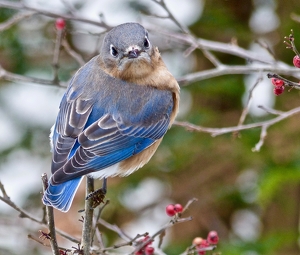 Class B 2nd: good morning bluebird by Wendy Rosenberg