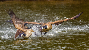 Goose disagreement - Photo by Frank Zaremba MNEC