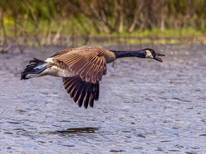 Goose in flight - Photo by Frank Zaremba MNEC