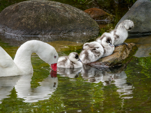 Goslings all in a row - Photo by Frank Zaremba MNEC