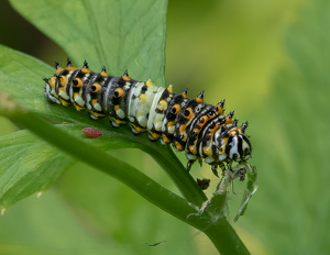 Salon 2nd: Gotta Eat - Black Swallowtail Instar by Bob Ferrante