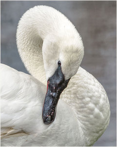 Salon 2nd: Graceful Preening by John Straub