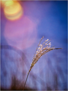 Grass seed head in the sun - Photo by Frank Zaremba MNEC