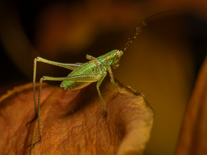 Grasshopper on mushroom - Photo by Frank Zaremba MNEC