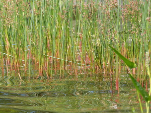 grassy reflections - Photo by Wendy Rosenberg