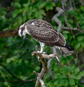 Salon HM: Gray is Boring, So Next Time It's Osprey Orange for Me by John Straub